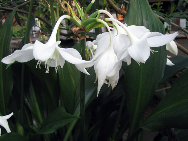 Эухарис крупноцветковый / Eucharis grandiflora