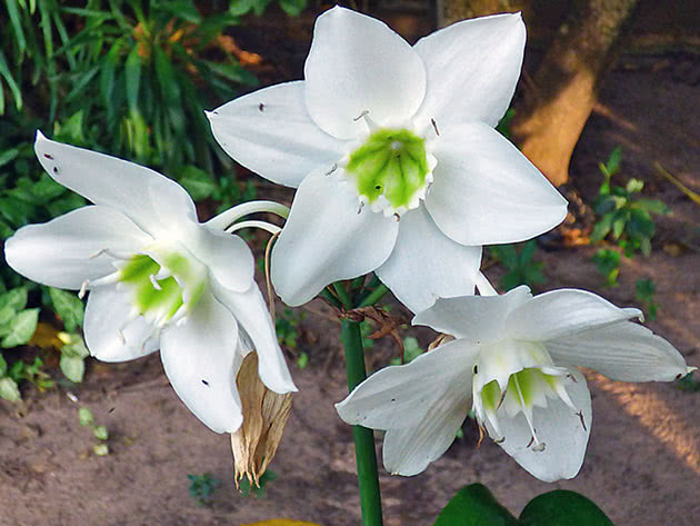 Эухарис крупноцветковый / Eucharis grandiflora
