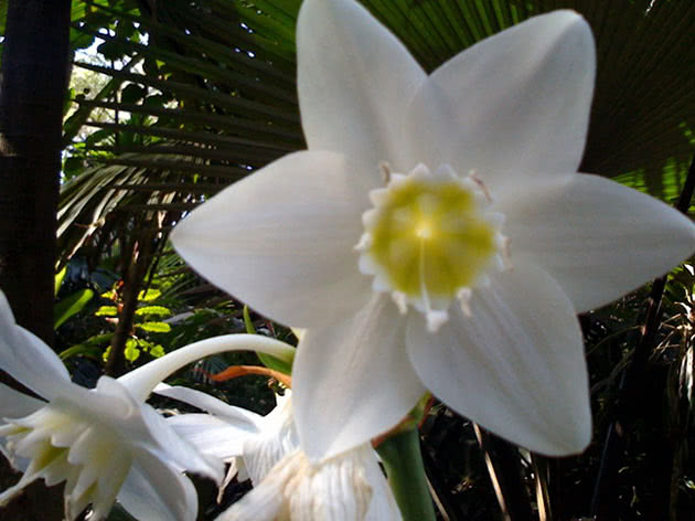 Эухарис амазонский / Eucharis amazonica