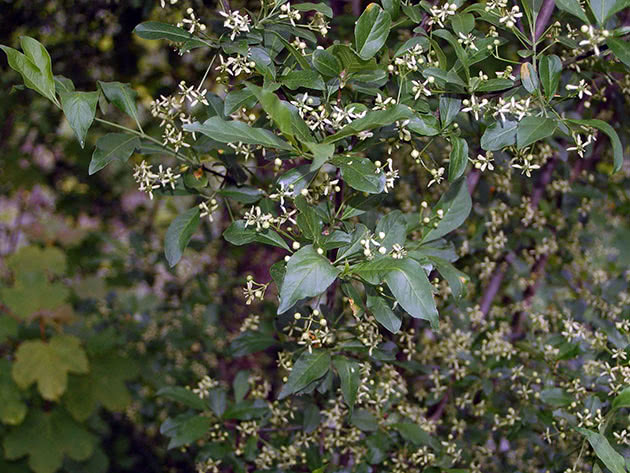 Бересклет европейский / Euonymus europaea