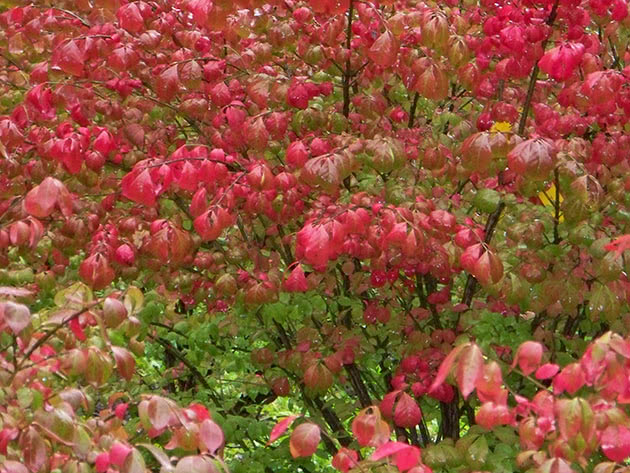 Бересклет крылатый / Euonymus alata