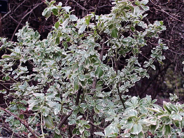 Бересклет Форчуна / Euonymus fortunei