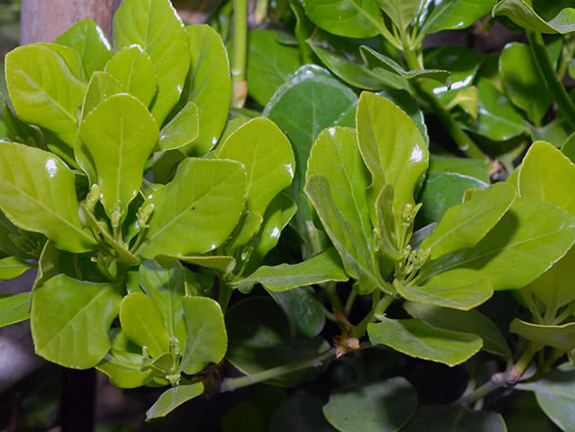 Бересклет японский, или псевдолавр / Euonymus japonica