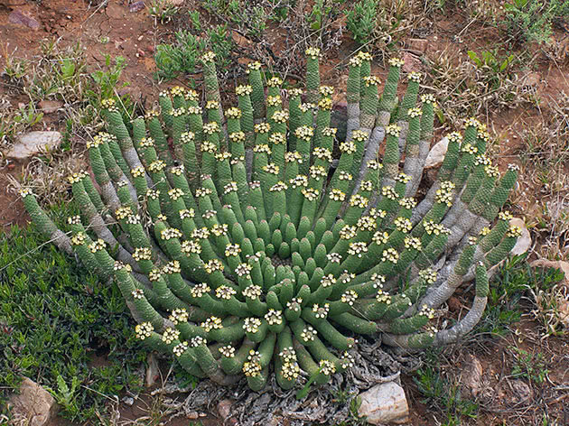 Молочай голова Медузы (Euphorbia caput medusae)