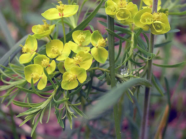 Молочай кипарисовый (Euphorbia cyparissias)