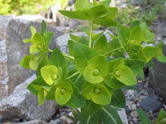 Молочай Палласа или Фишера или мужик-корень (Euphorbia fischeriana)