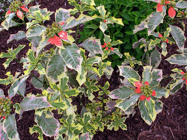 Молочай разнолистный (Euphorbia heterophylla)
