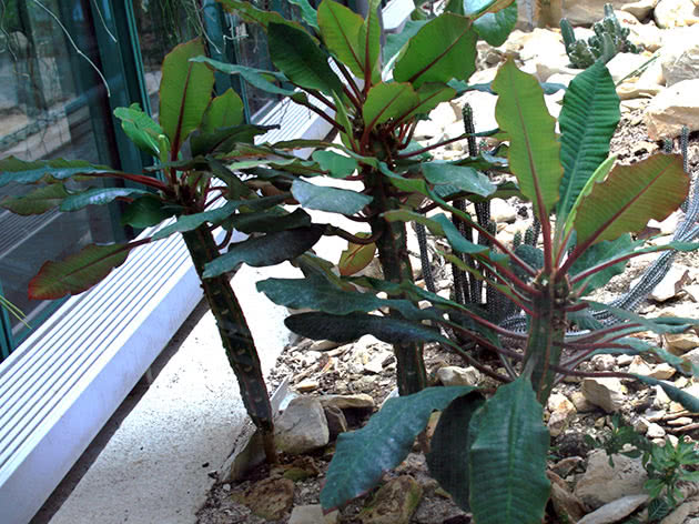 Молочай беложилковый или беложильчатый(Euphorbia leuconeura)