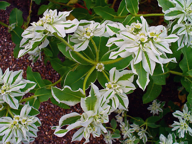 Молочай окаймленный (Euphorbia marginata)