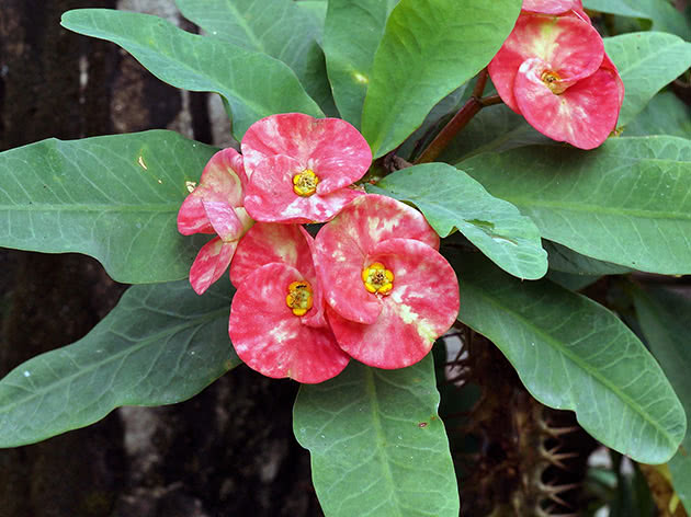Молочай Миля или блестящий (Euphorbia Milii)
