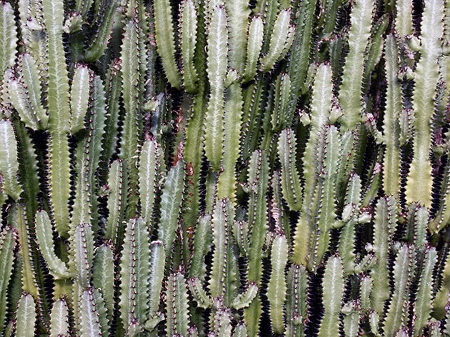 Молочай треугольный или трехгранный или ребристый (Euphorbia trigona)