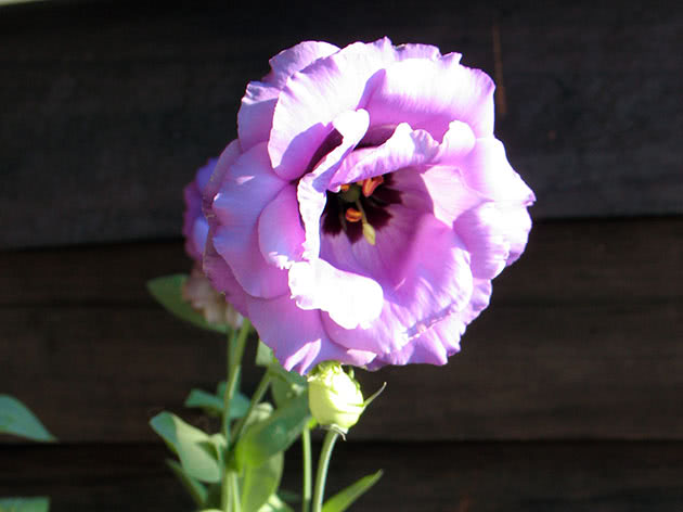 Eustoma