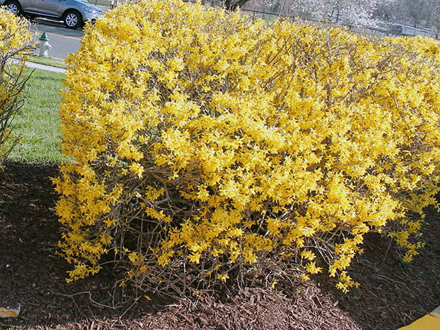 Forsythia bush