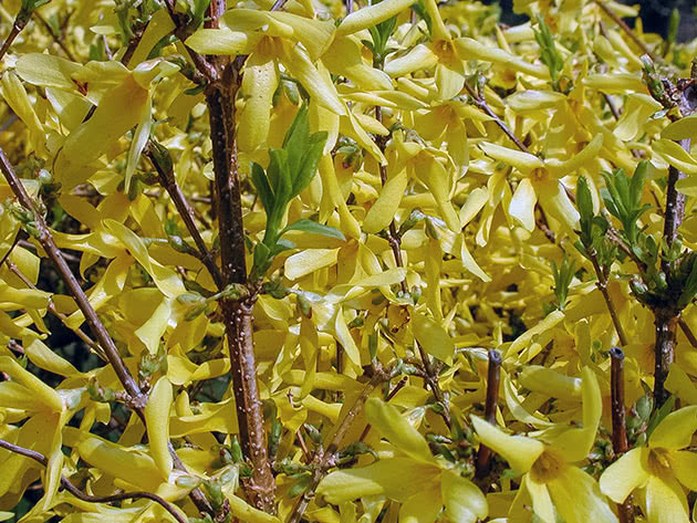 Форзиция промежуточная / Forsythia x intermedia