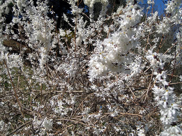 Форзиция снежная, или белая / Forsythia abeliophyllum