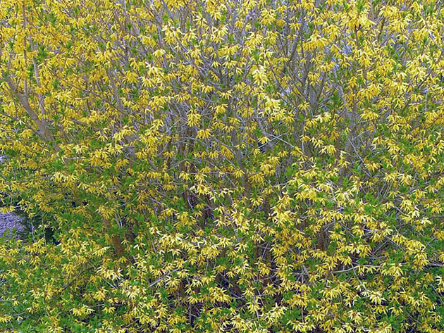 Форзиция яйцевидная / Forsythia ovata