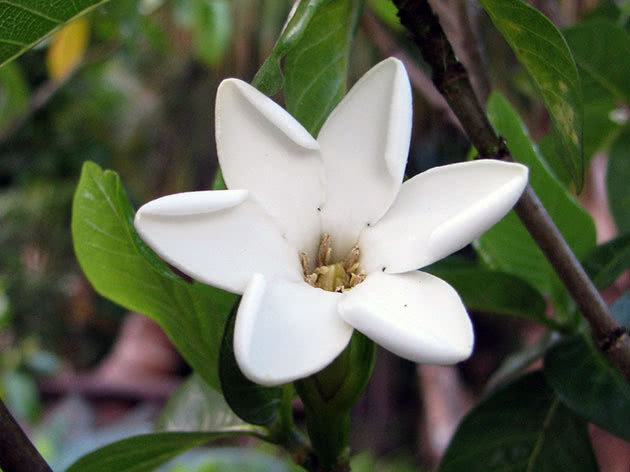 Гардения Бригама / Gardenia brighamii