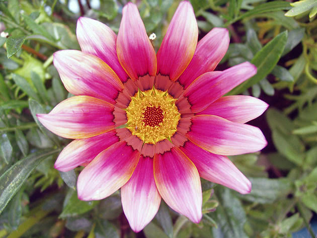 Gazania flower