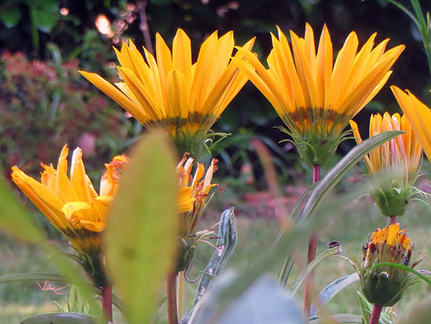 Yellow gazania