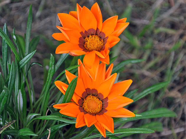 Orange gazania