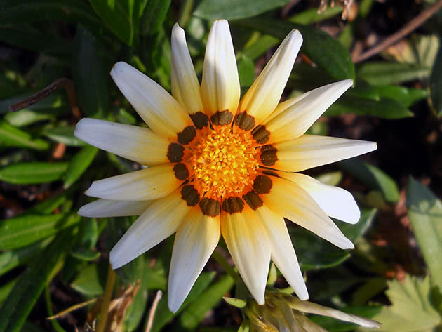 Гацания длиннострелковая / Gazania longiscapa