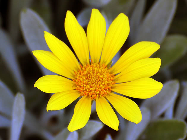 Гацания жестковатая, или блестящая / Gazania rigens, Gazania splendens