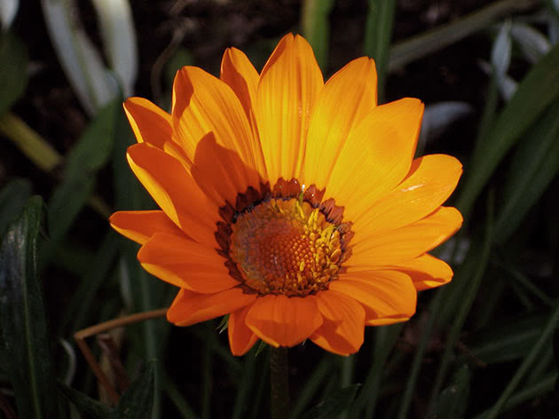Гацания павлинья / Gazania pavonia