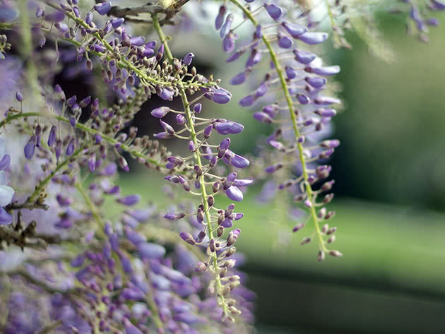 Глициния китайская / Wisteria chinensis