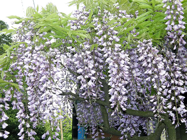 Глициния обильноцветущая, или многоцветковая / Wisteria floribunda