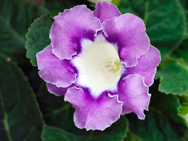 Глоксиния прекрасная / Gloxinia speciosa