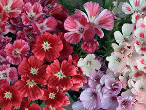 Godetia flower