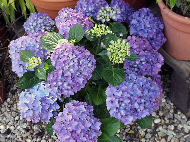 Гортензия крупнолистная / Hydrangea macrophylla