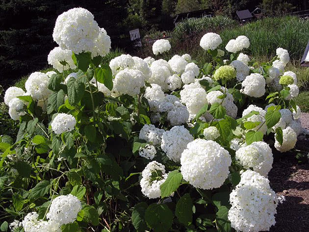 Гортензия древовидная / Hydrangea arborescens