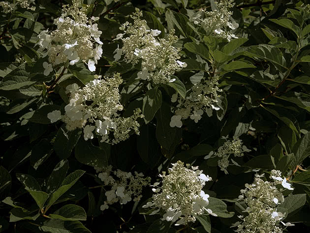 Гортензия метельчатая / Hydrangea paniculata