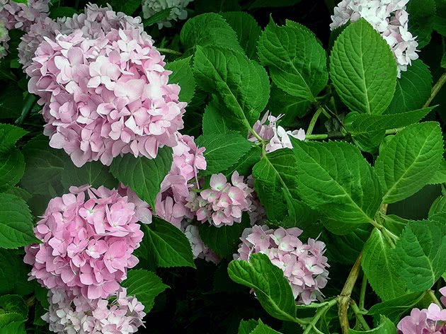 Крупнолистная гортензия / Hydrangea macrophylla