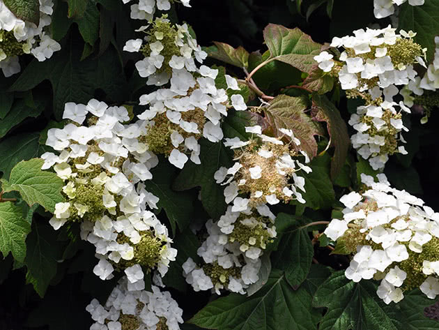 Гортензия дуболистная / Hydrangea quercifolia