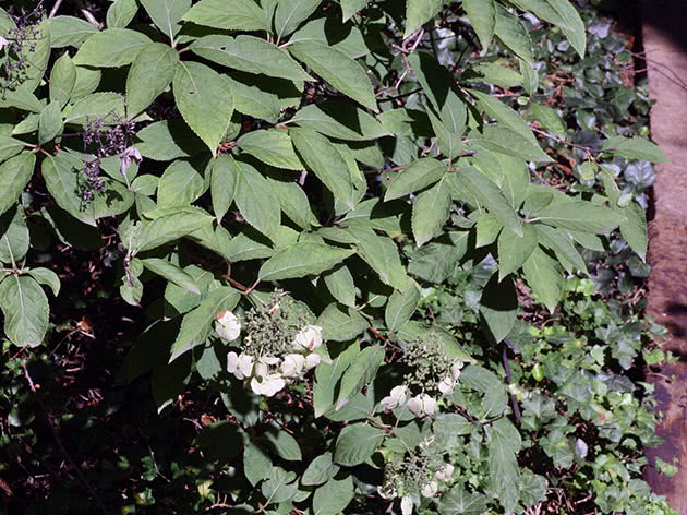 Гортензия почвопокровная / Hydrangea heteromalla