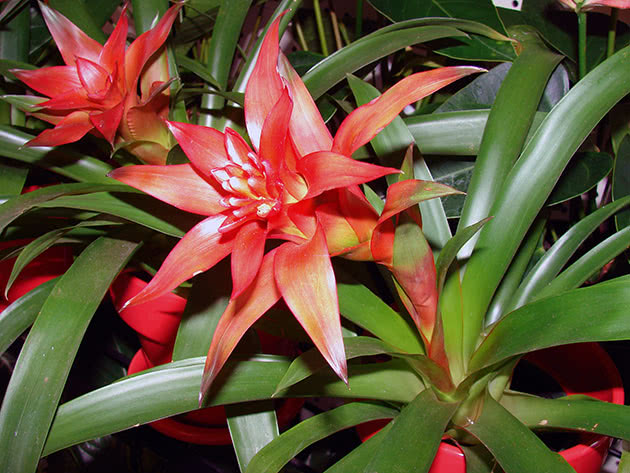 Гузмания язычковая Guzmania lingulata