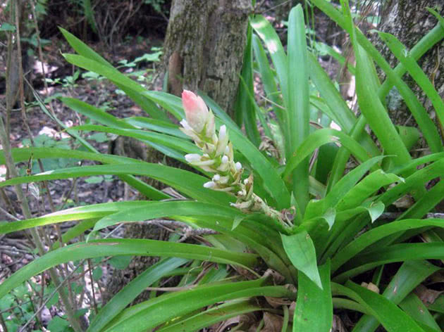 Гузмания одноколосая (Guzmania monostachia
