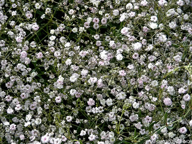 Гипсофила изящная / Gypsophila elegans
