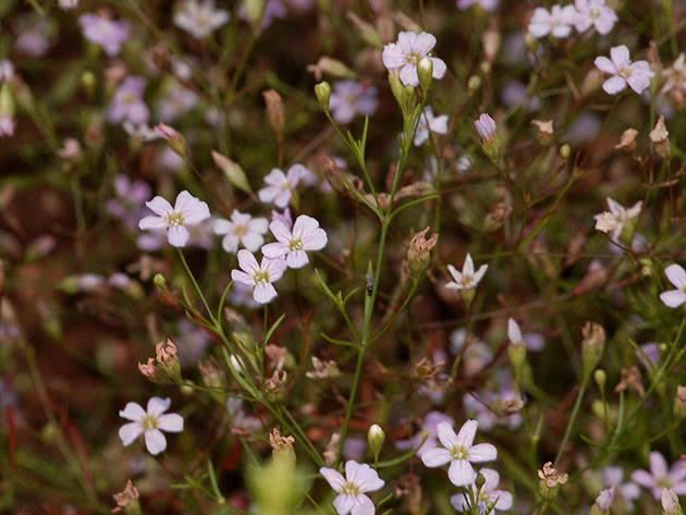 Гипсофила ползучая / Gypsophila muralis