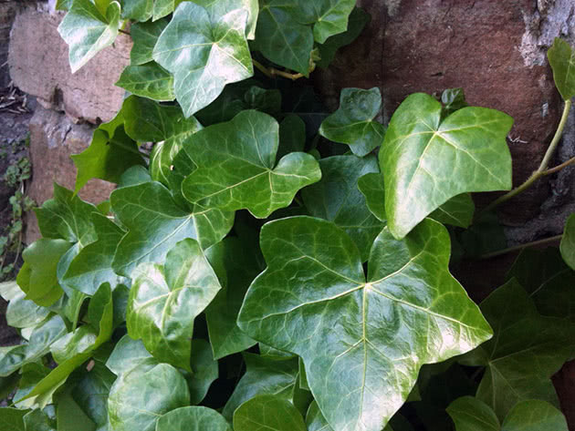 Плющ обыкновенный / Hedera helix