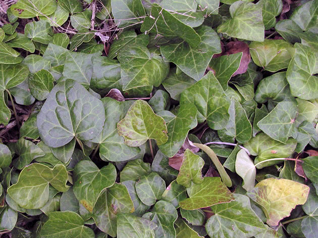 Плющ колхидский / Hedera colchica