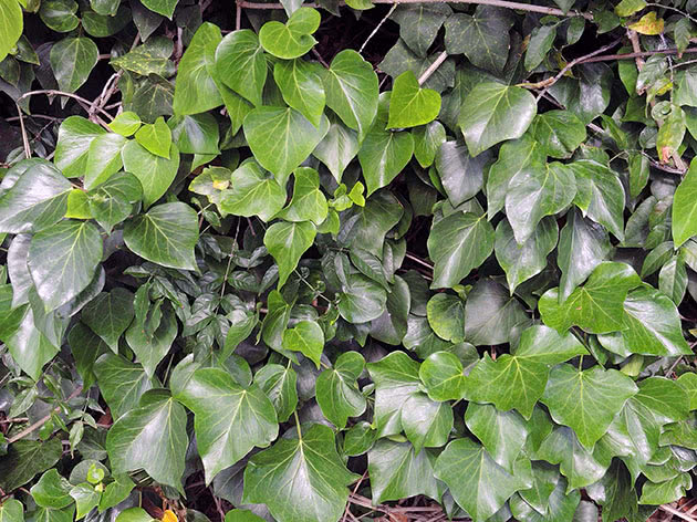 Плющ канарский / Hedera canariensis