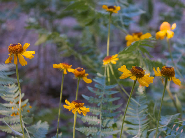 Гелениум Бигелоу / Helenium bigelovii