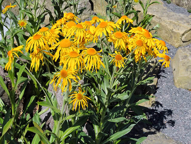 Гелениум Гупеса / Helenium hoopesii