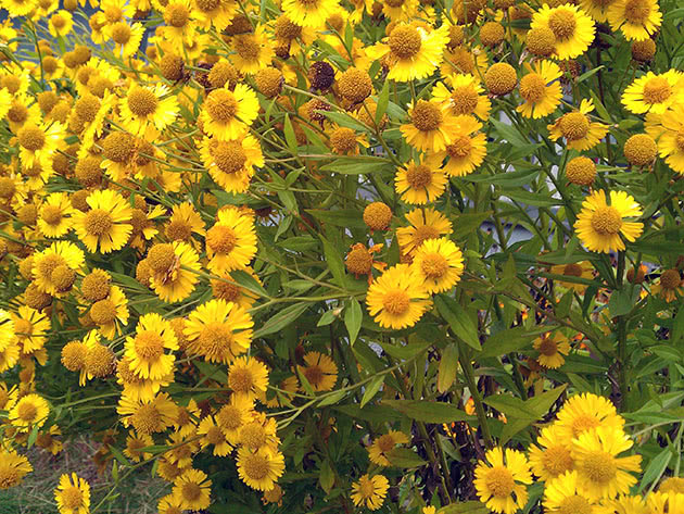 Гелениум осенний / Helenium autumnale