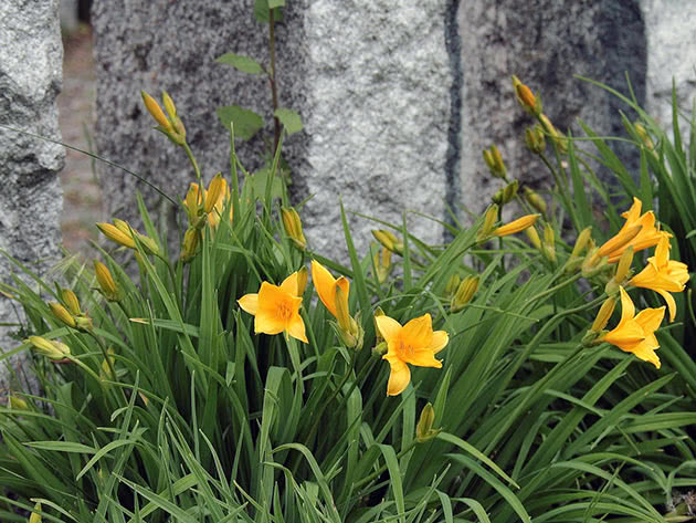Yellow daylily in the garden