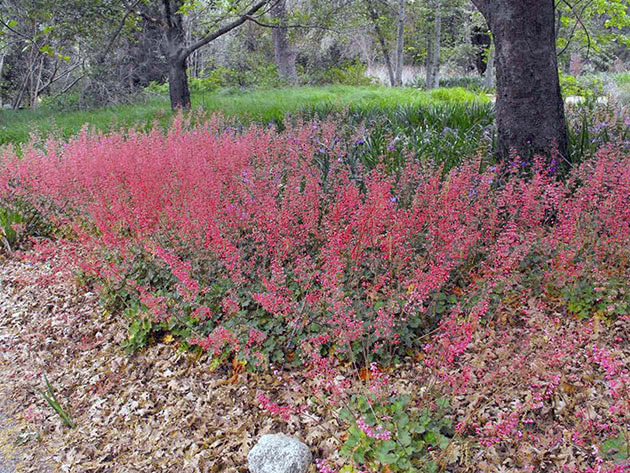 Гейхера кроваво-красная / Heuchera sanguinea