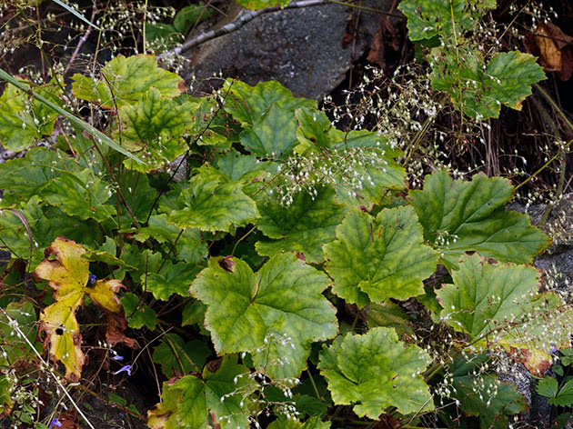 Гейхера волосистая / Heuchera villosa